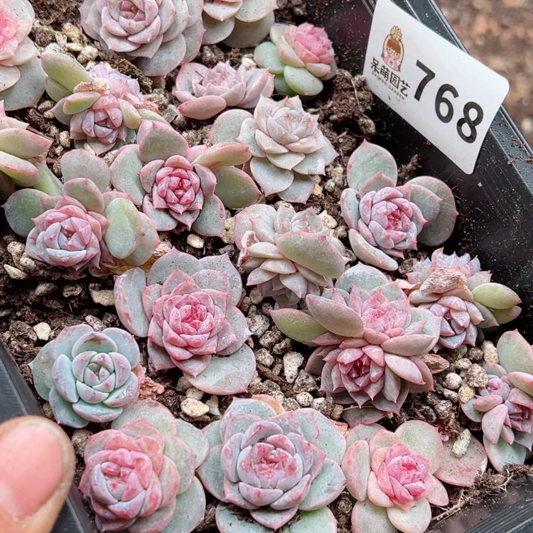 暖*?多肉植物多肉植物