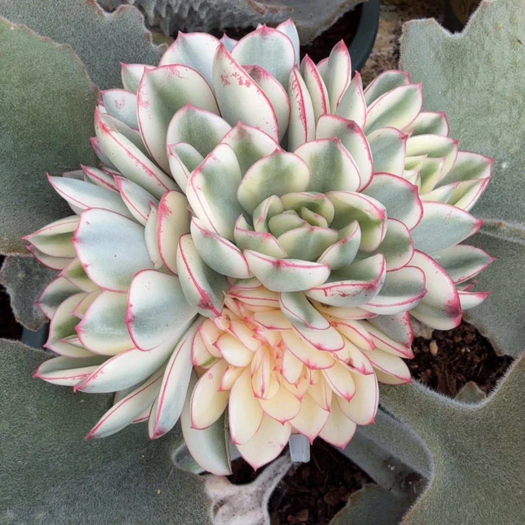 红花女王锦群带缀