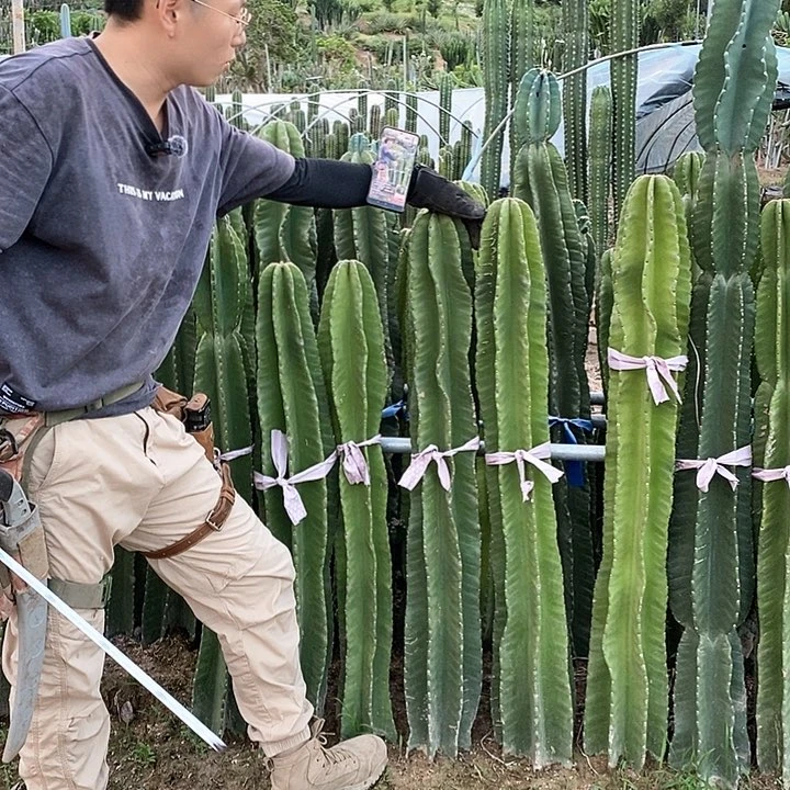 秘鲁苹果100-120公分有根