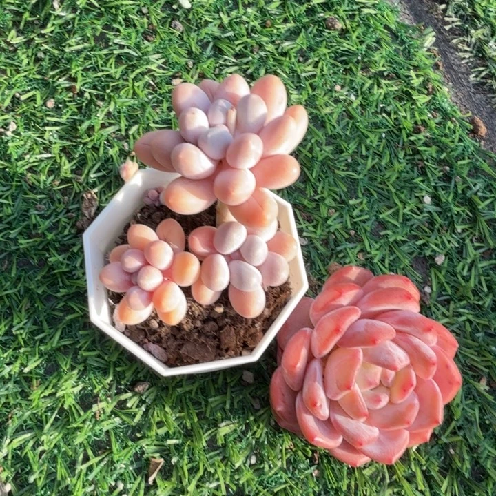 糖***子汤圆仙女橙定向。