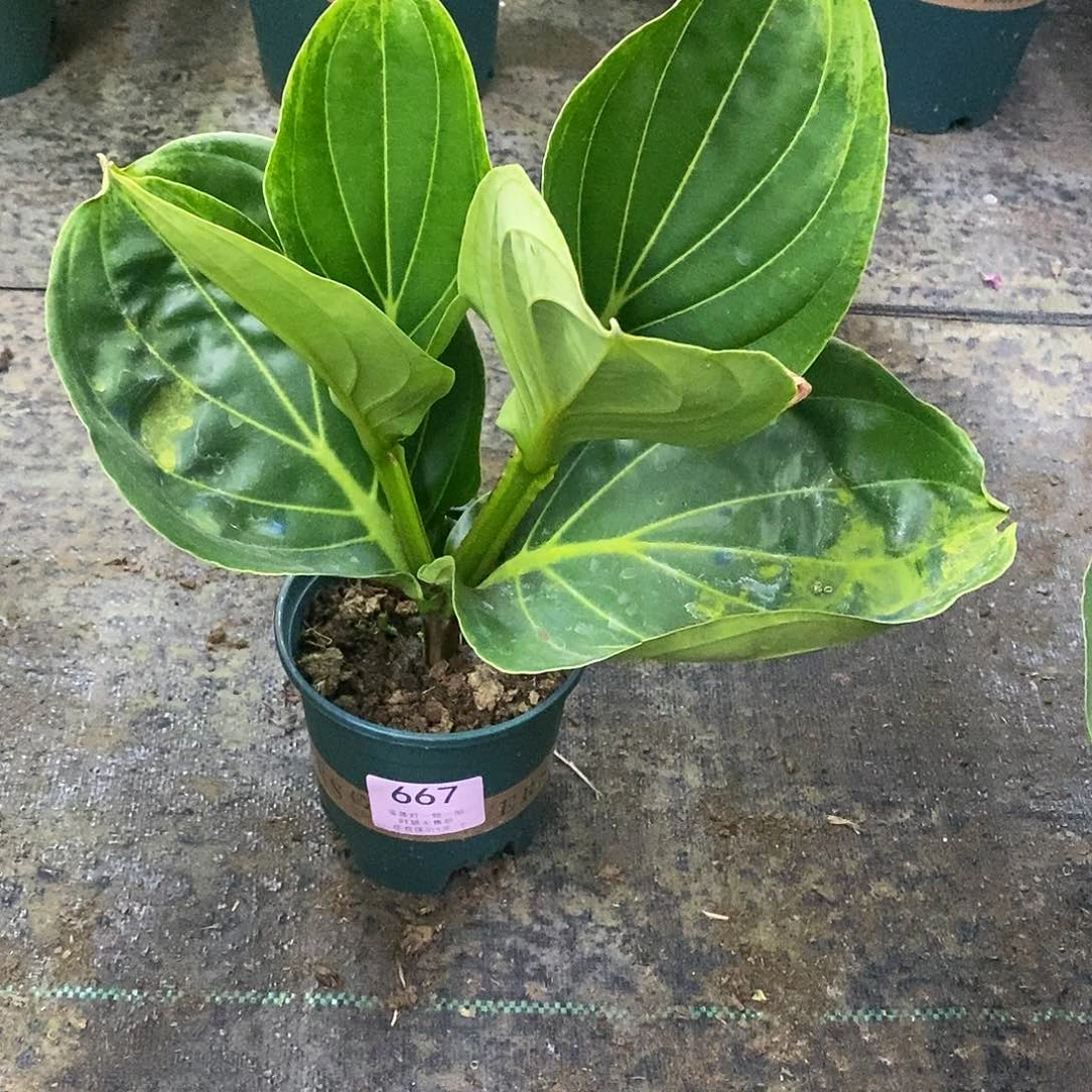 木本植物雅*木本花卉667