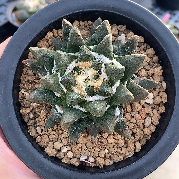 海****d实生短宽蜡笔尤龙角