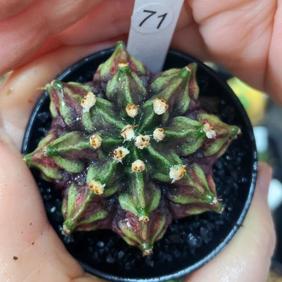 盆5公分满25包邮裸根发货