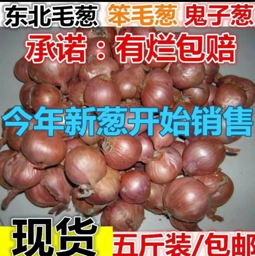 精选毛葱5斤包邮