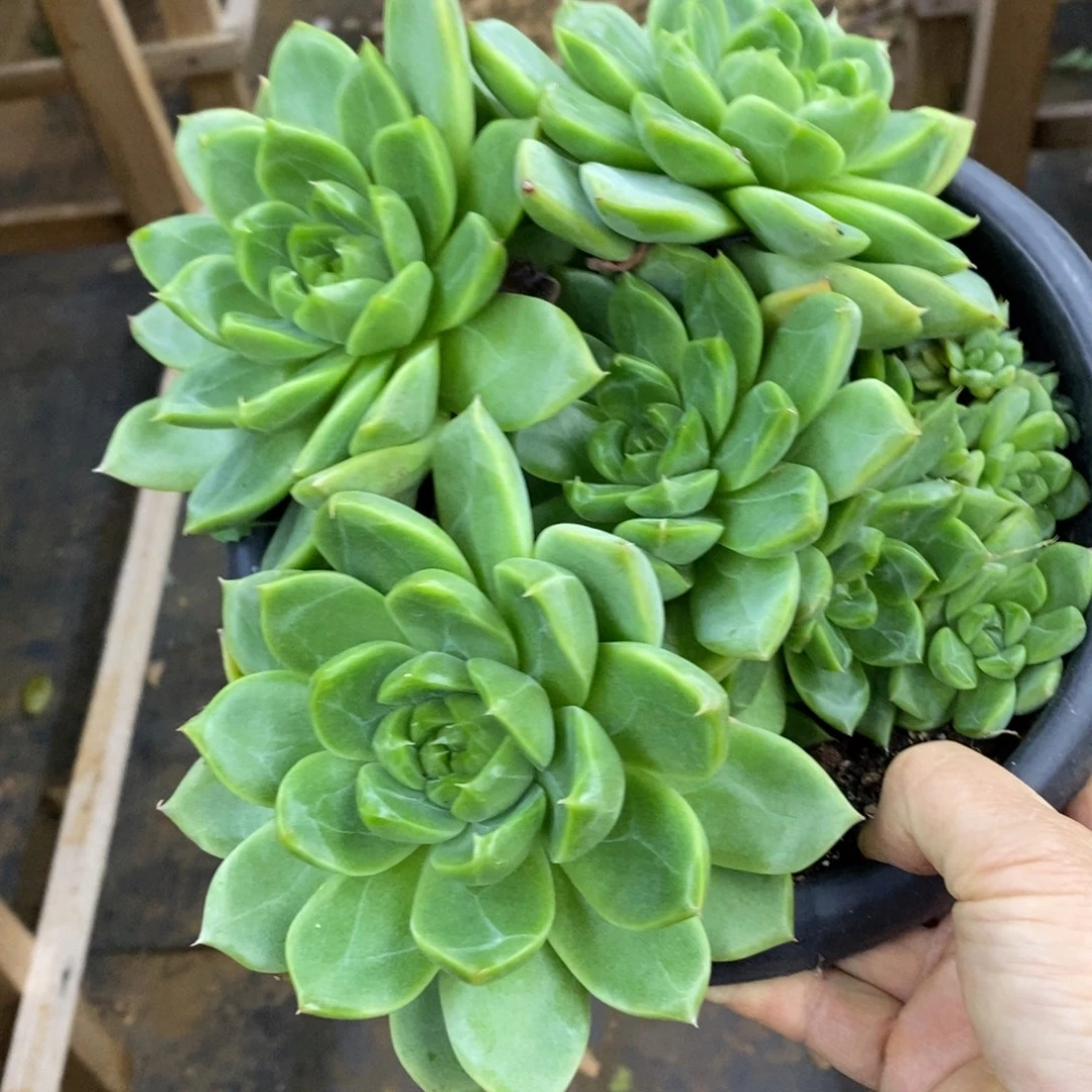 精品多肉一物一拍不包整26