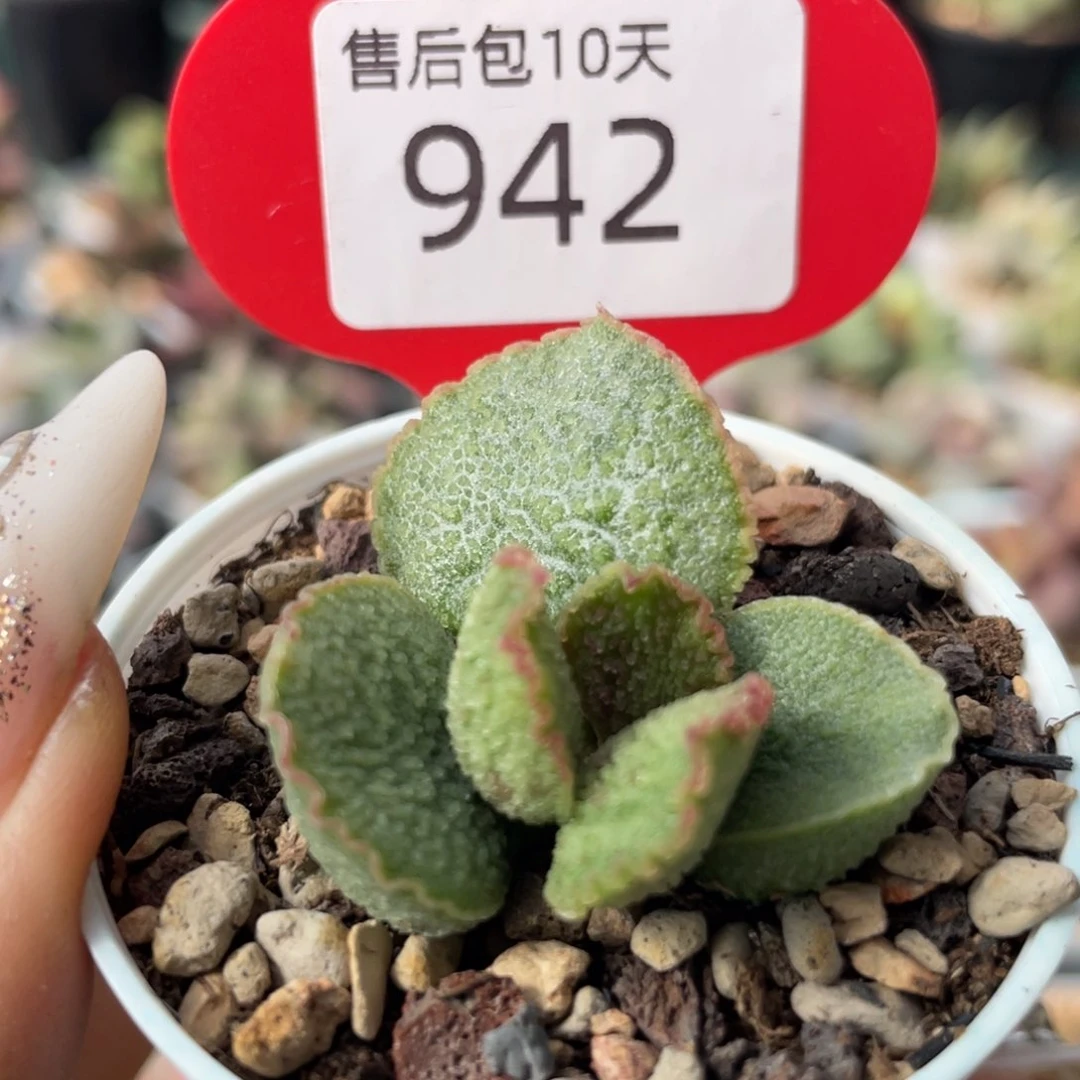 爱丽丝。   942。