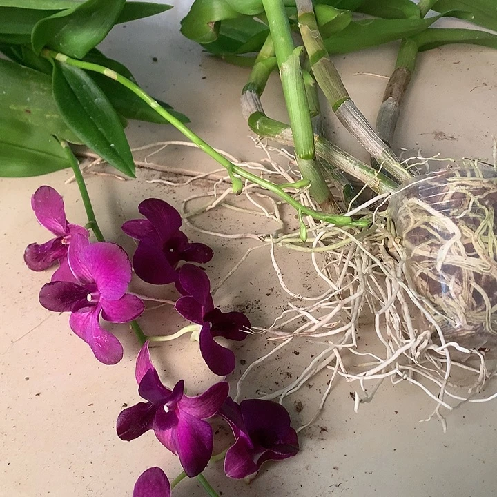 完全开放一代大紫眸大小5苗