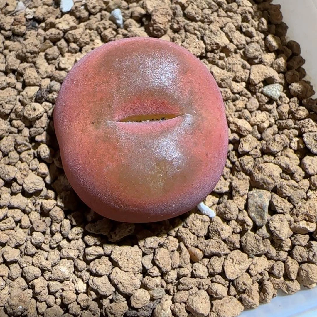 肉锥多肉植物组合-优选水蜜桃母本44