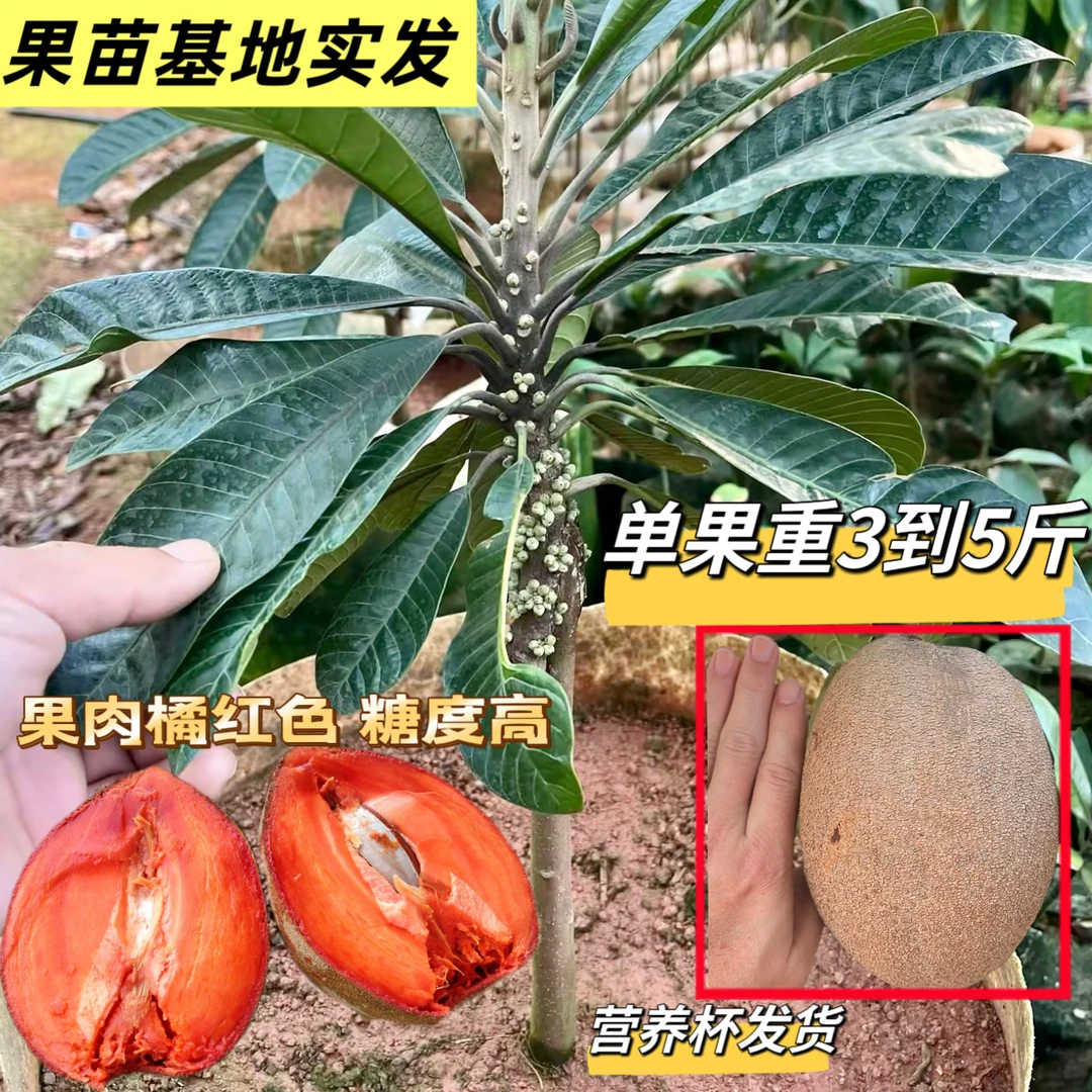 果树苗妈咪果靠接苗马珈纳佩斯潘婷洛里托带杯带叶子广西发货