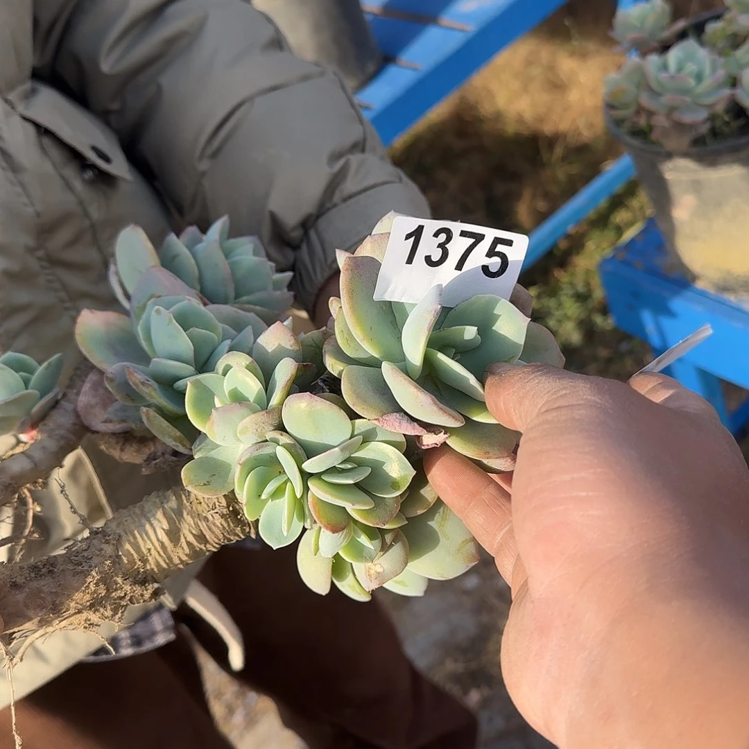 肉****任155666666666666666552