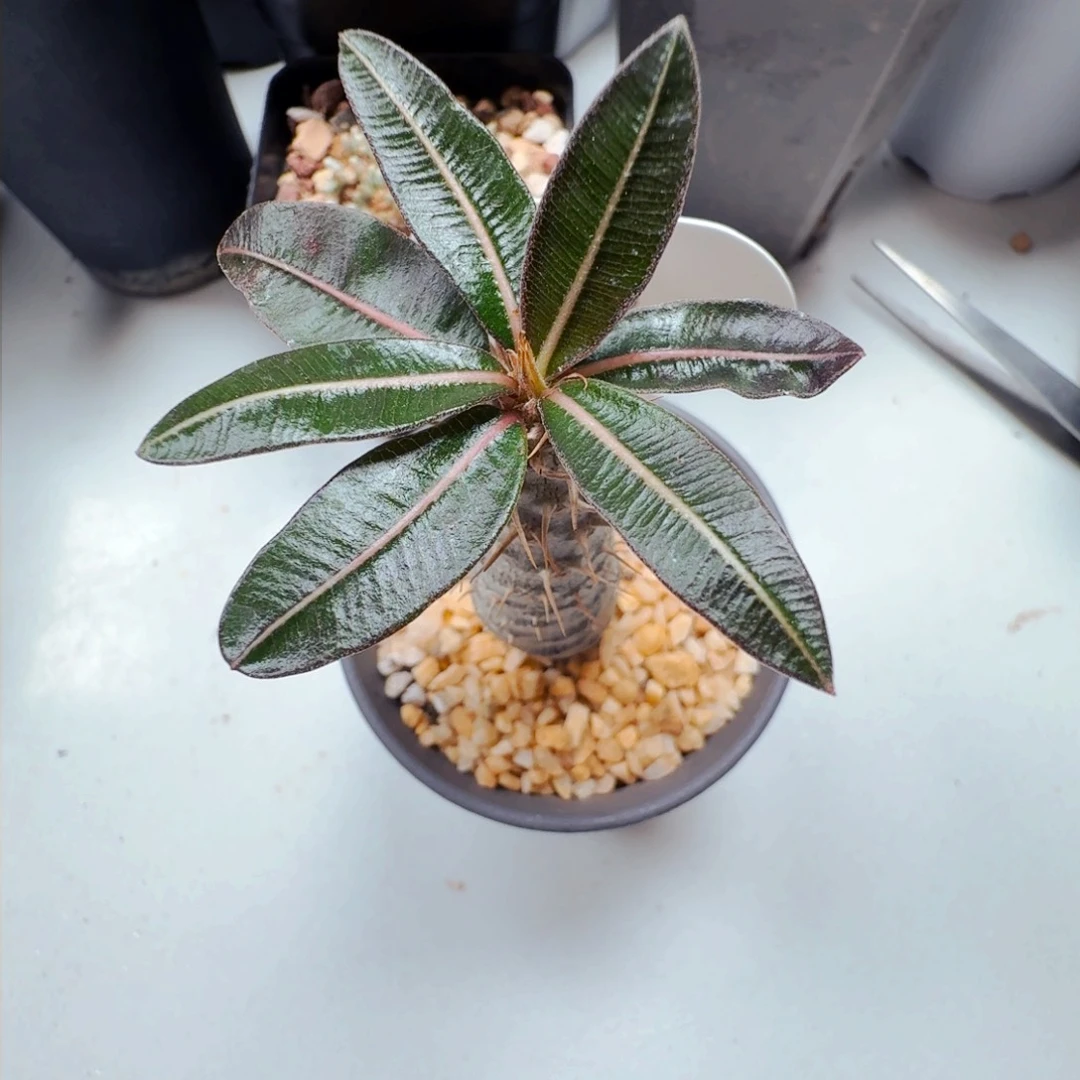 小****莓568凯蒂棒槌带盆发货