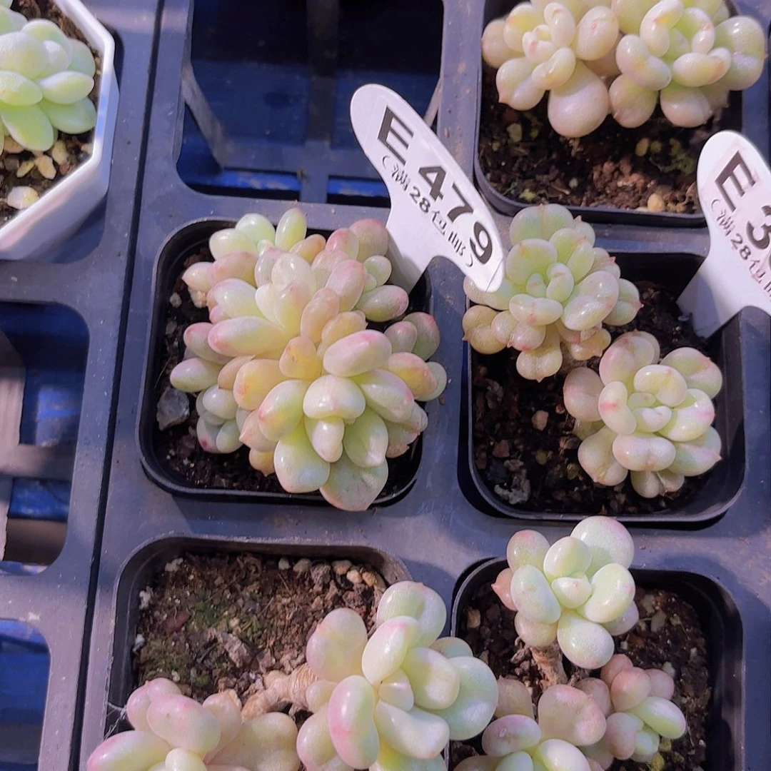 ****tE479比尔盖茨一物一拍