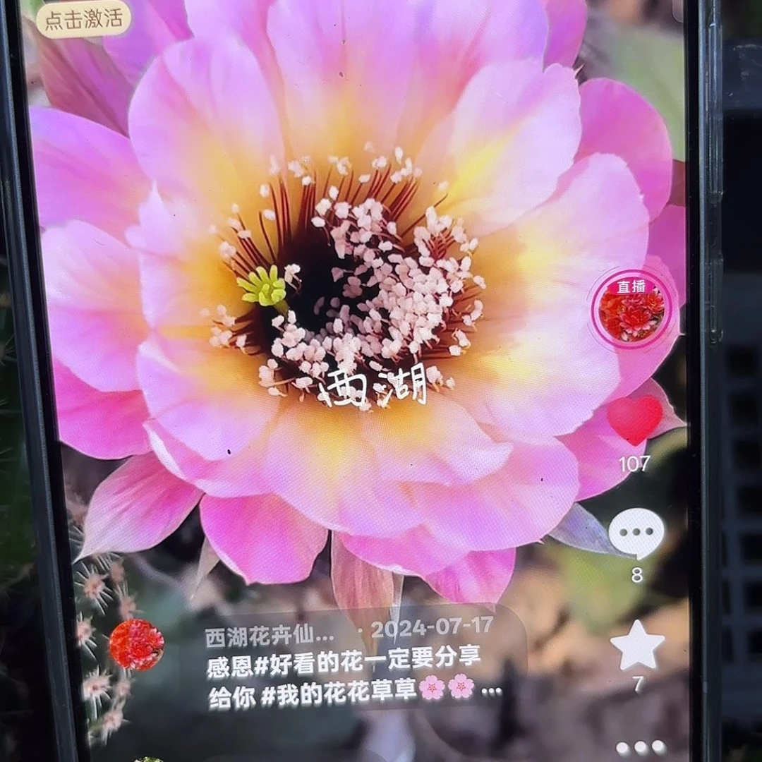 感恩彩侧牙20包邮仙人球44