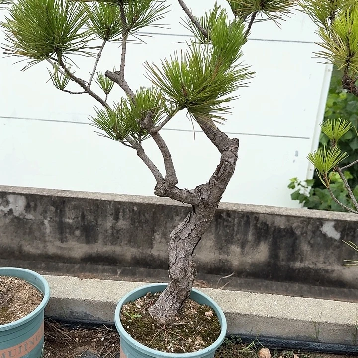 一***景无花朵盆栽植物黑松盆景