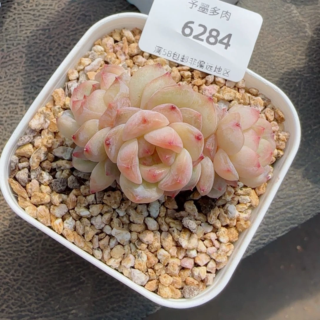 海棠花，6284多肉植物