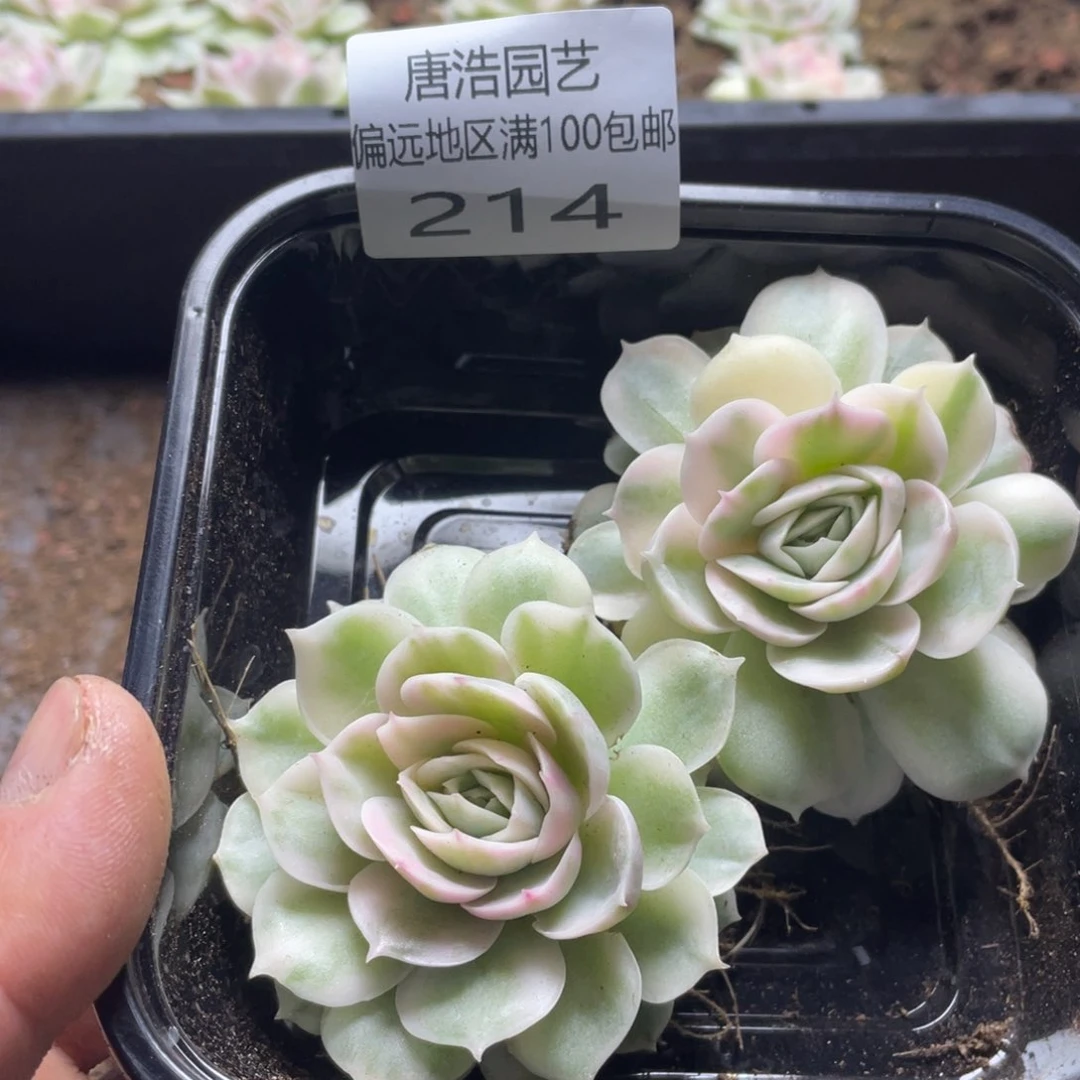 不知名锦量拍一份2颗