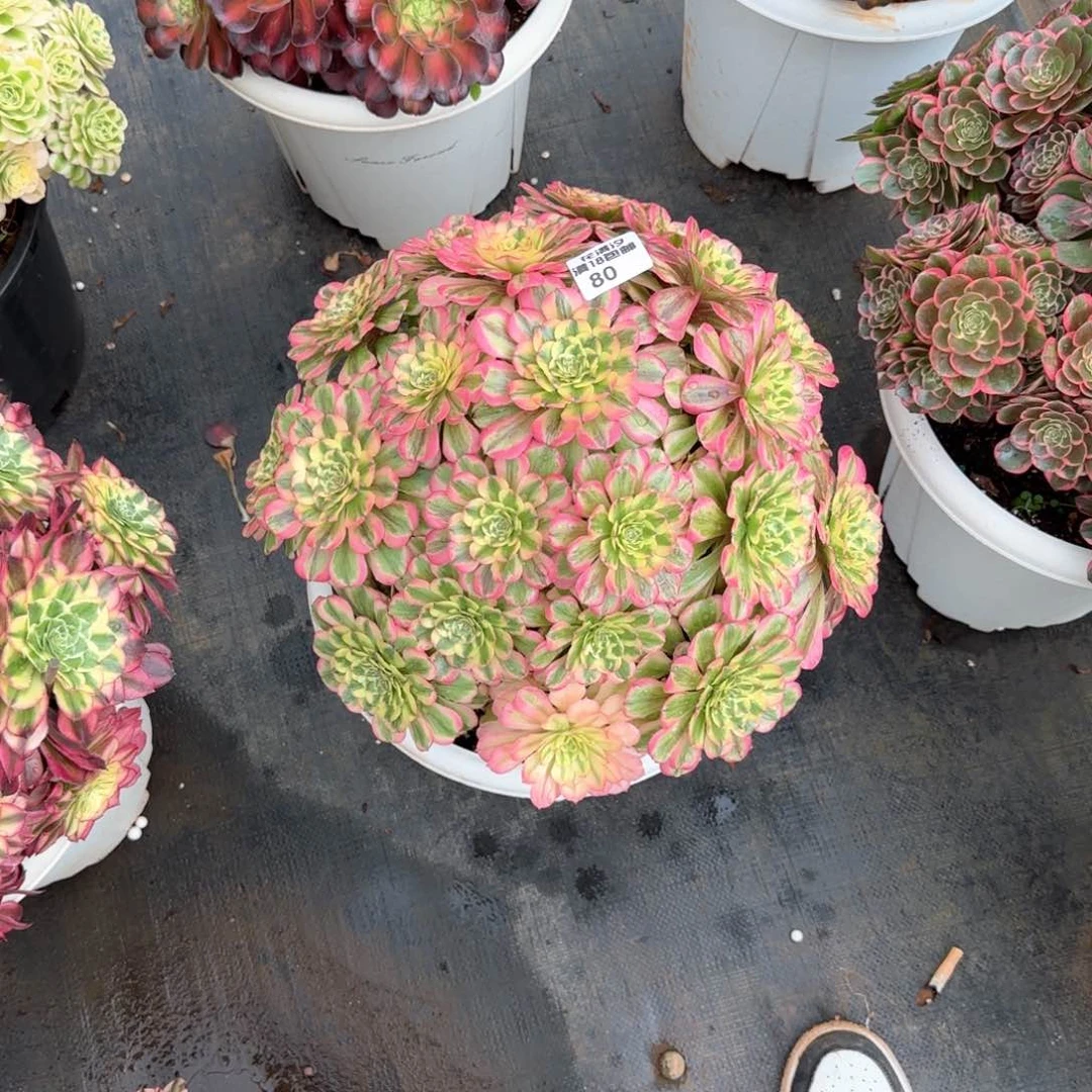 哒***?丘比特多肉植物法师80