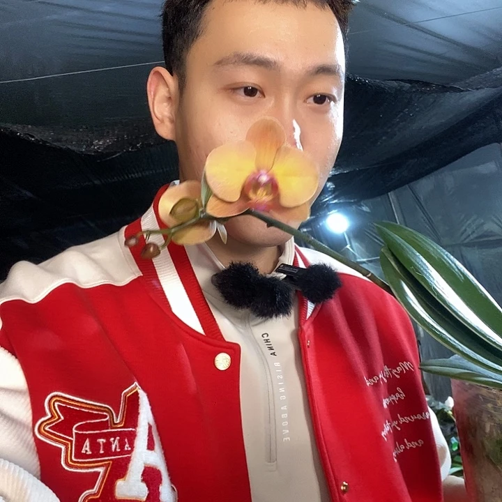 无花朵霞光蝴蝶兰