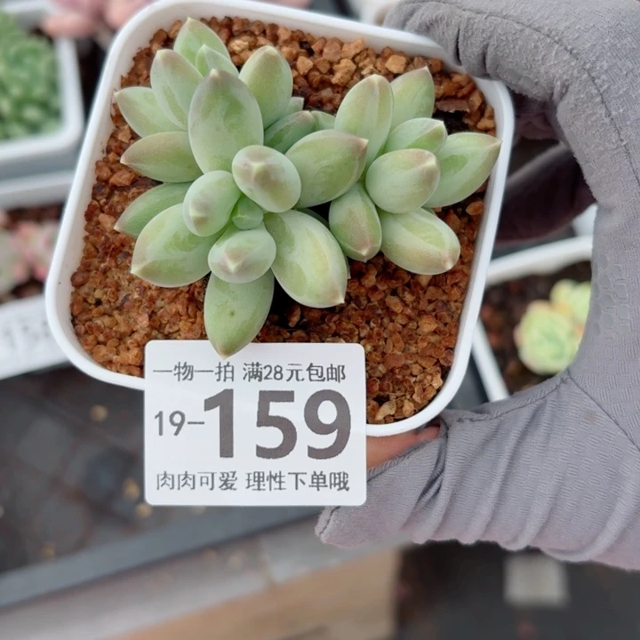 松果美人多多肉植物多肉植物多肉