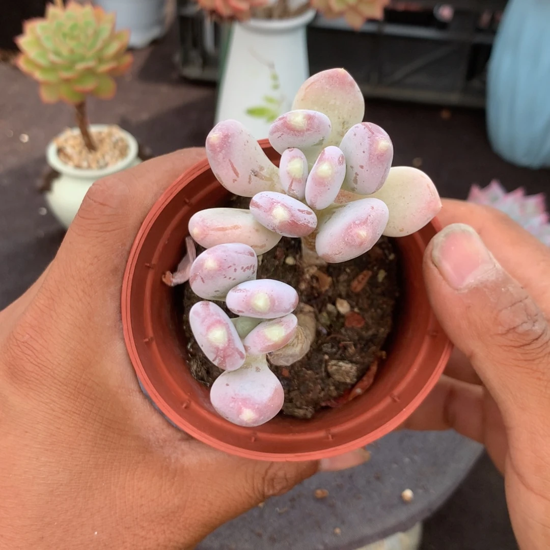 清政府也会为自己