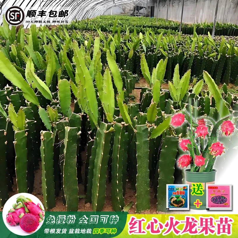 金都一号四季耐寒红肉南方火龙果树苗可种阳台盆栽紫心多肉带根