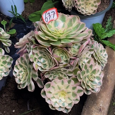 倾城老桩捧花637号