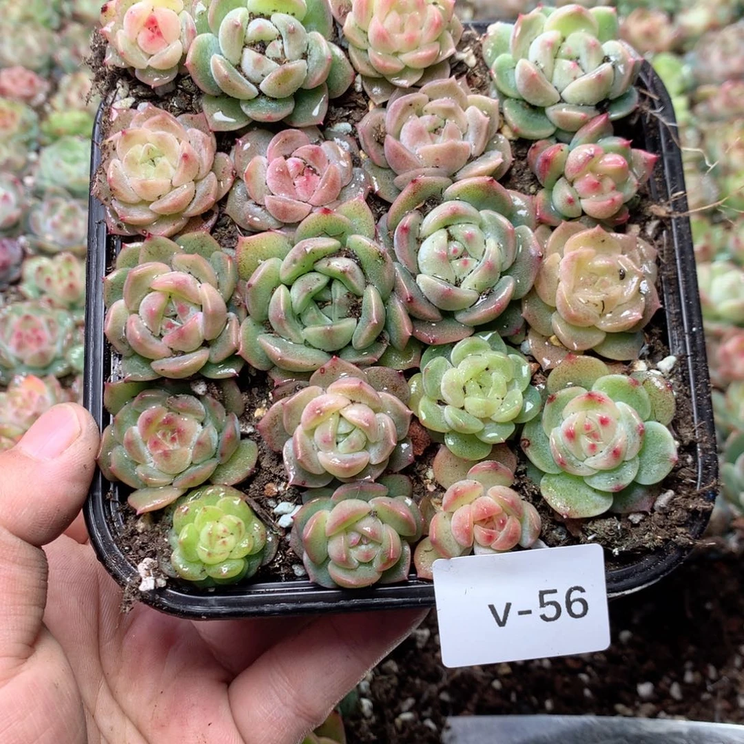 无花朵V56英语英语