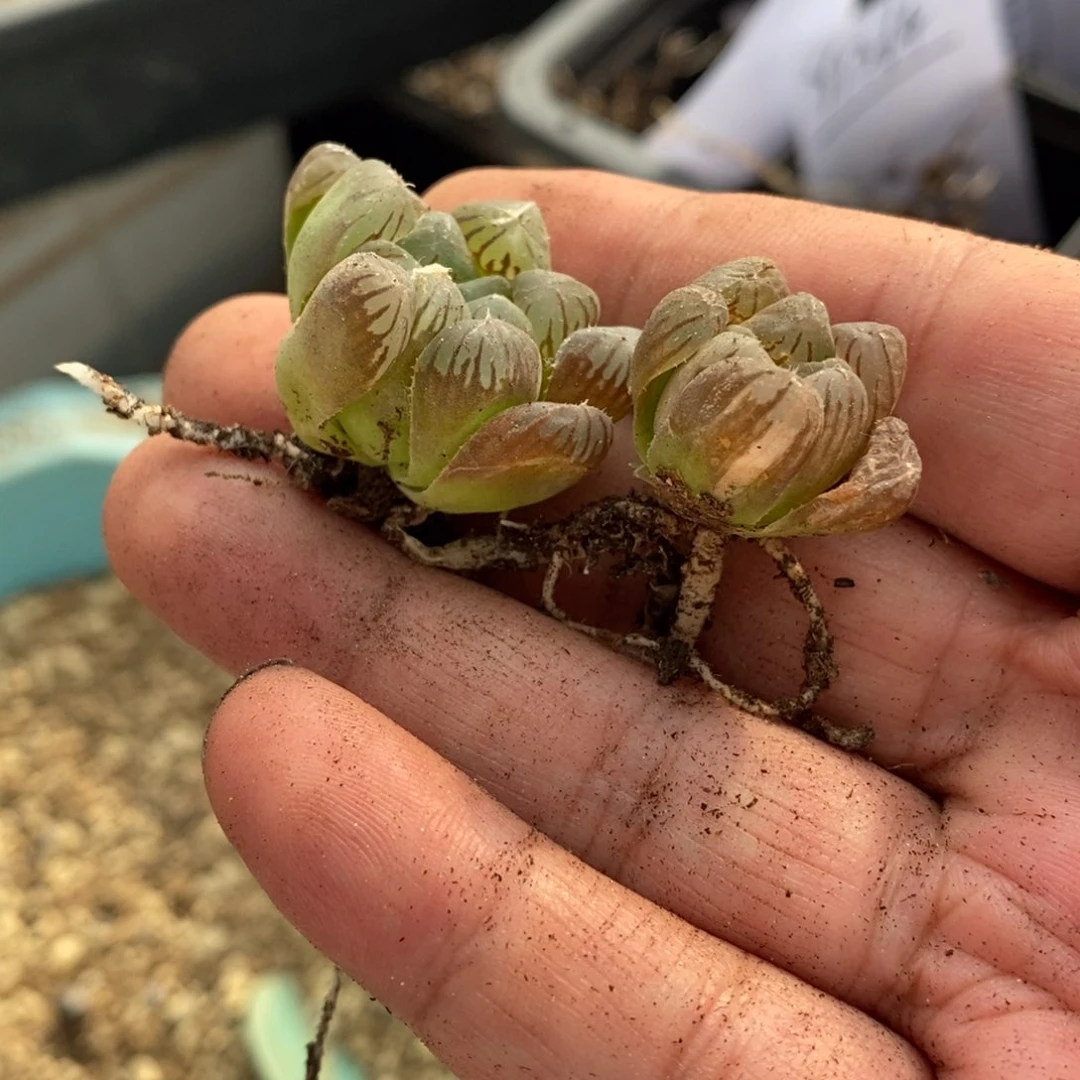 廖***语1374 两颗一起 超级福利