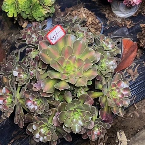 满江红老桩捧花601号