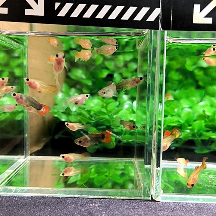 海水鱼精品孔雀鱼，玻璃猫苗子15条