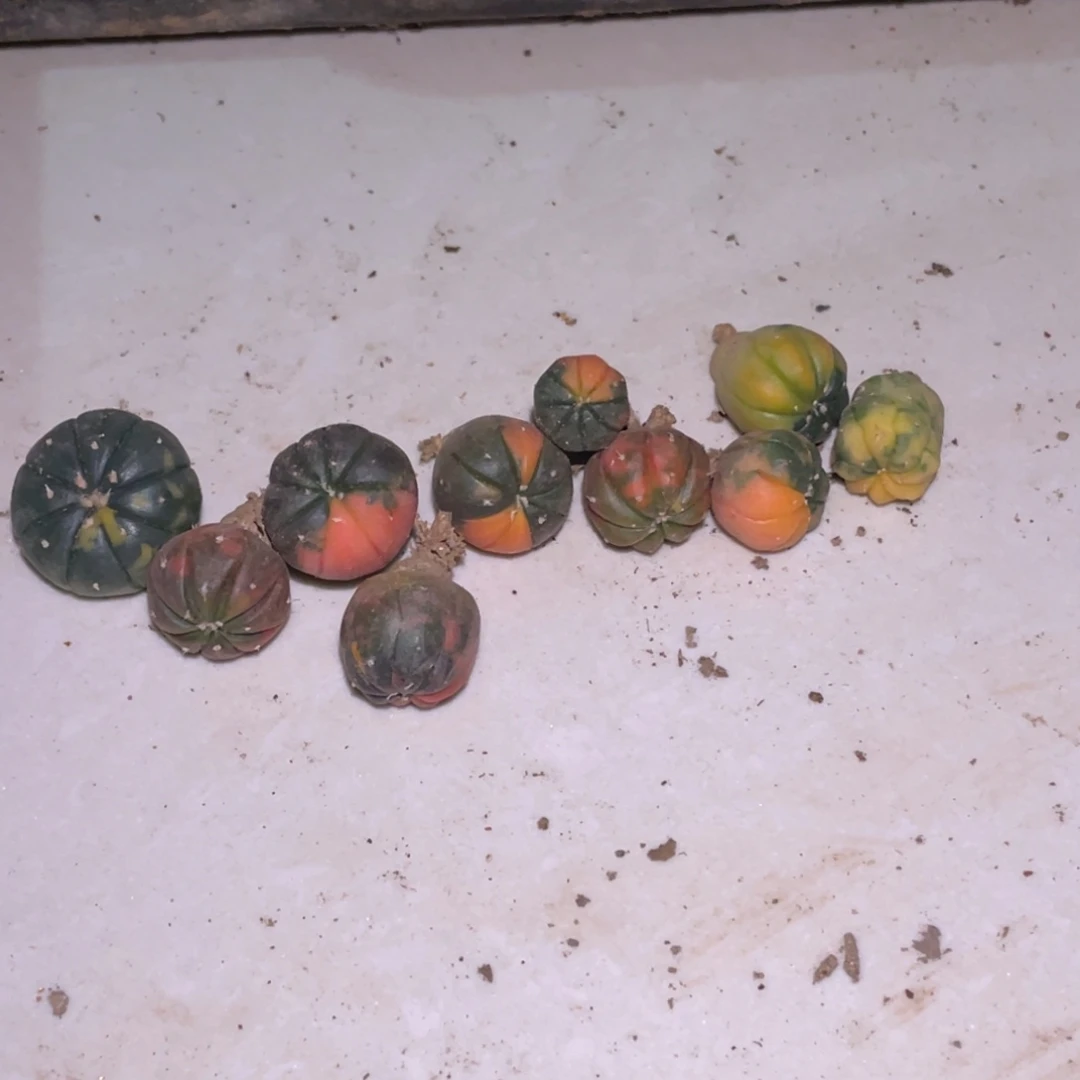 全部花朵小迷糊 仙人球开花