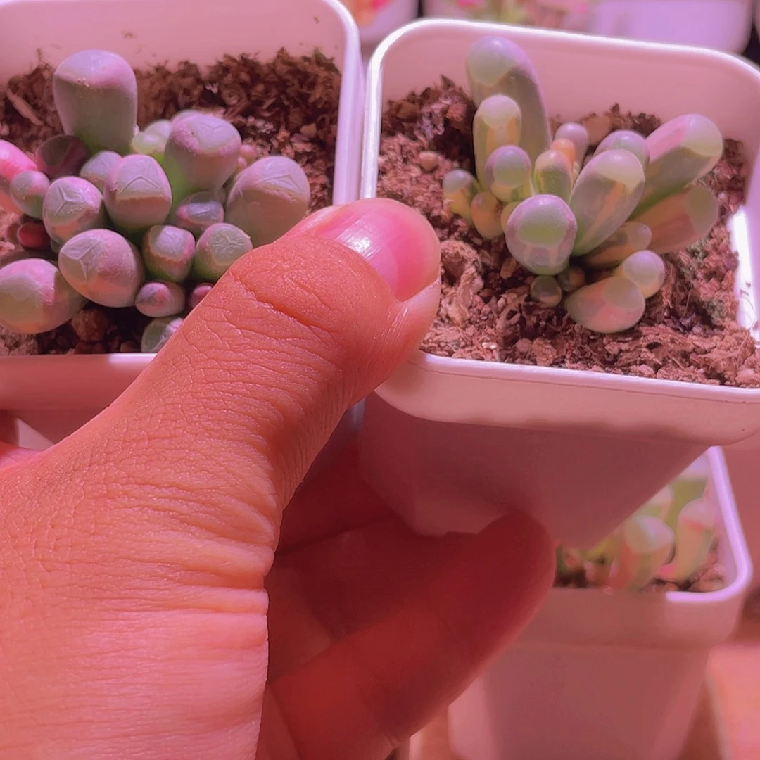 ▍***晨五十玲玉锦两颗大包