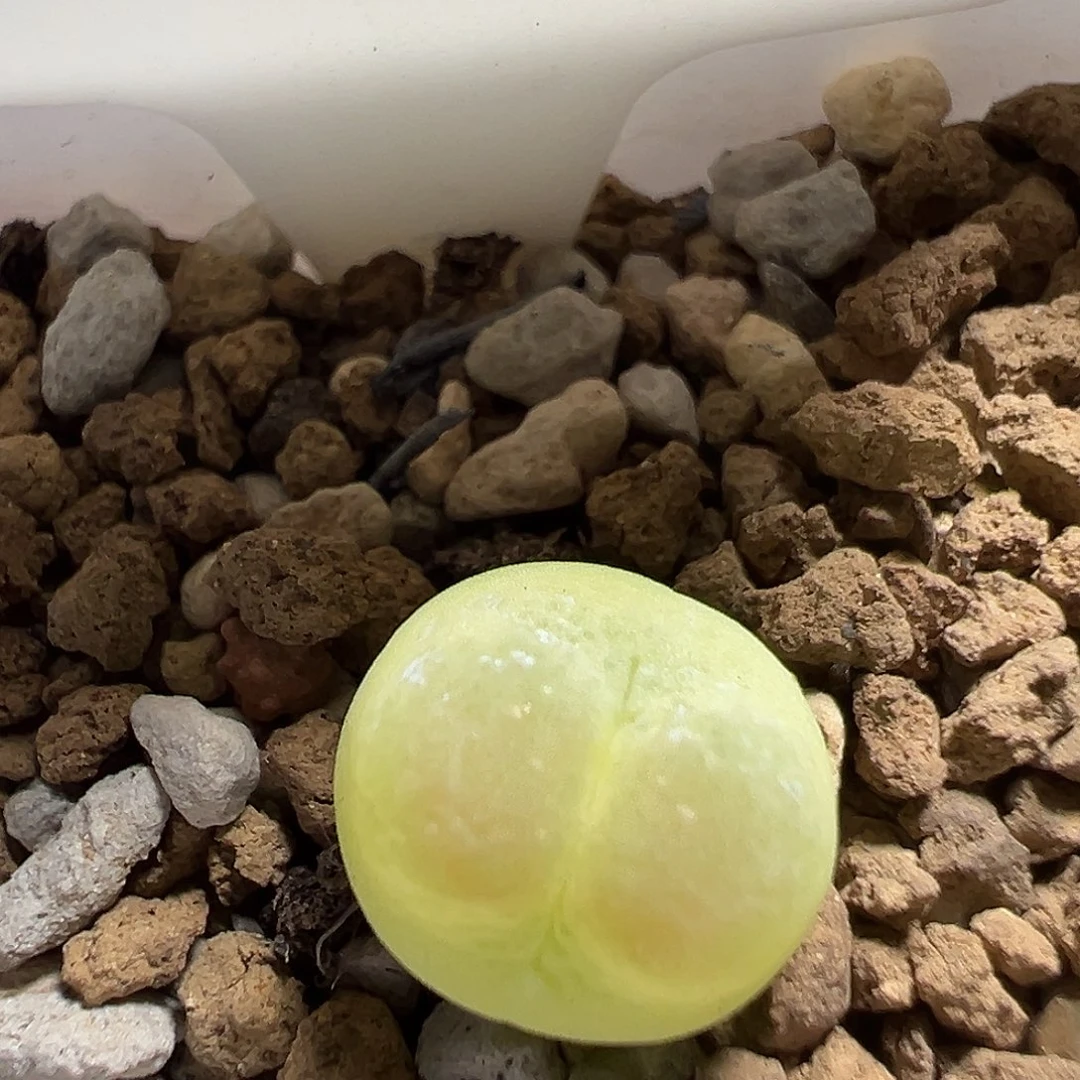 059号拉登一颗尺寸1.2