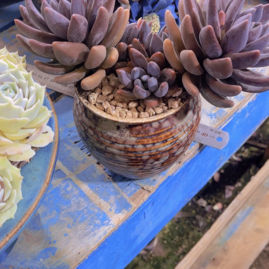 森***垚多肉植物保护研究所
