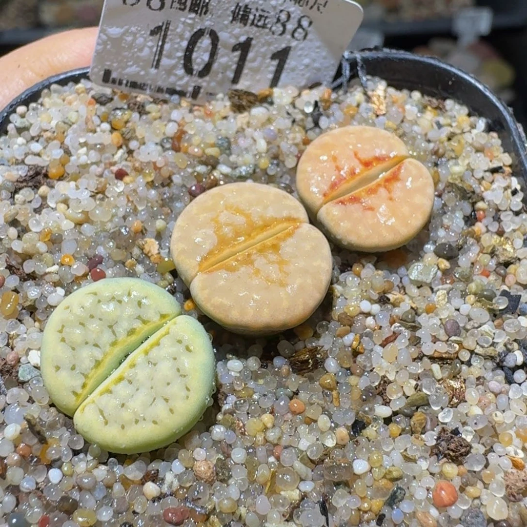 Ssss清棚价便宜1011