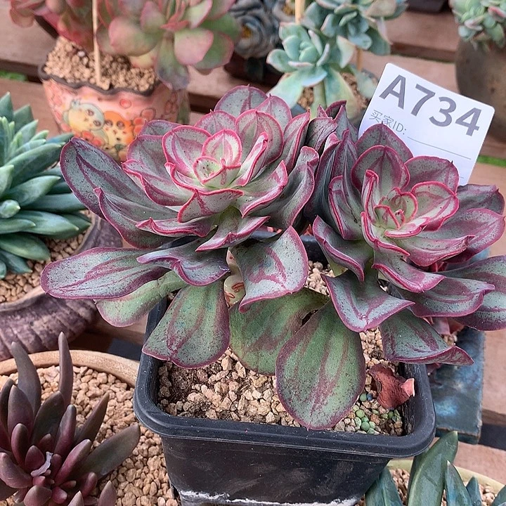 璐璐多肉一物一拍