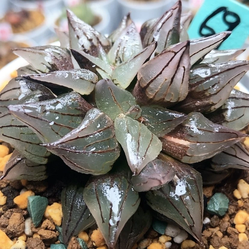 【闪购商品】叮**麻西瓜寿69