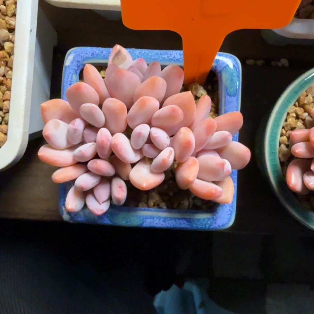 珍舞奶酪33333333333