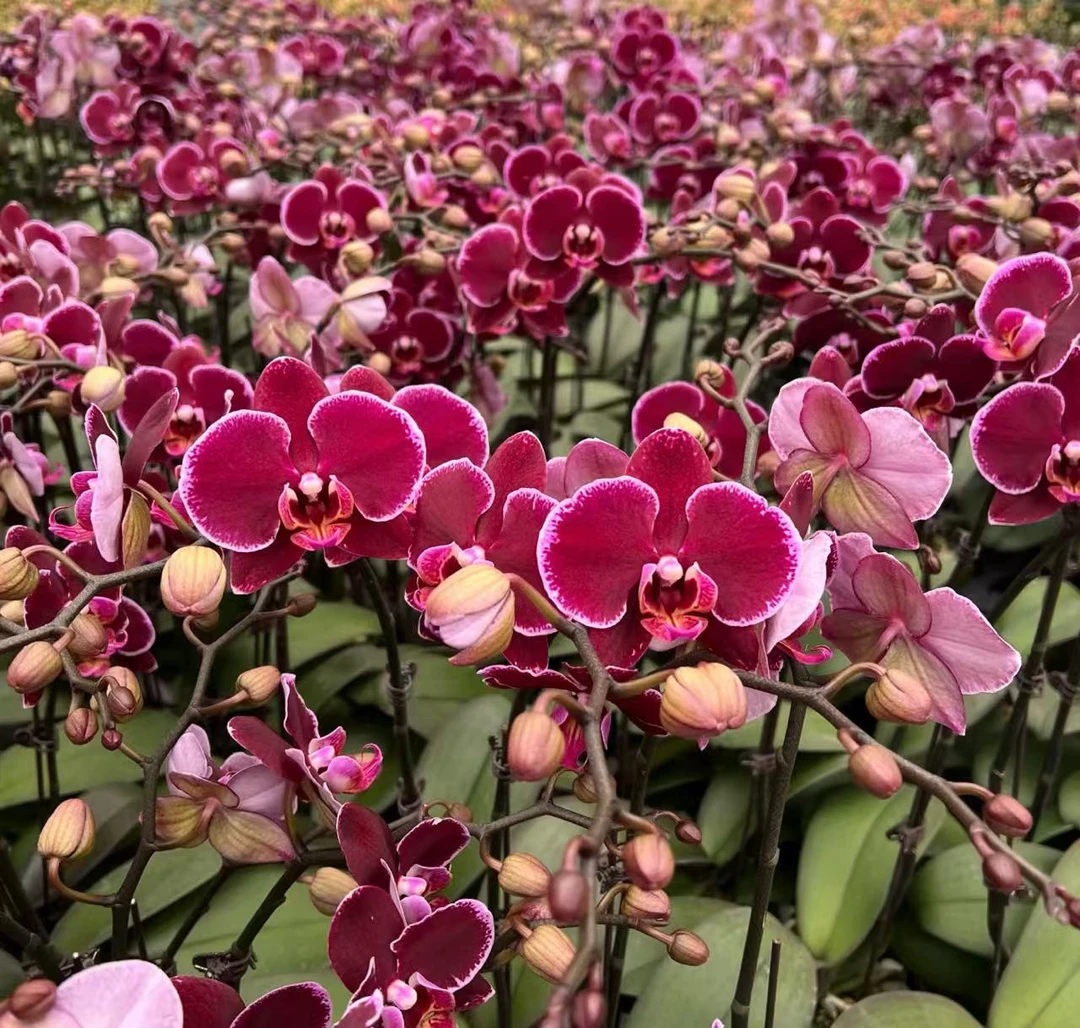 【秀新甄选】蝴蝶兰【蒙彼利埃出梗苗】3.0寸新苗 无花无苞 带梗发货