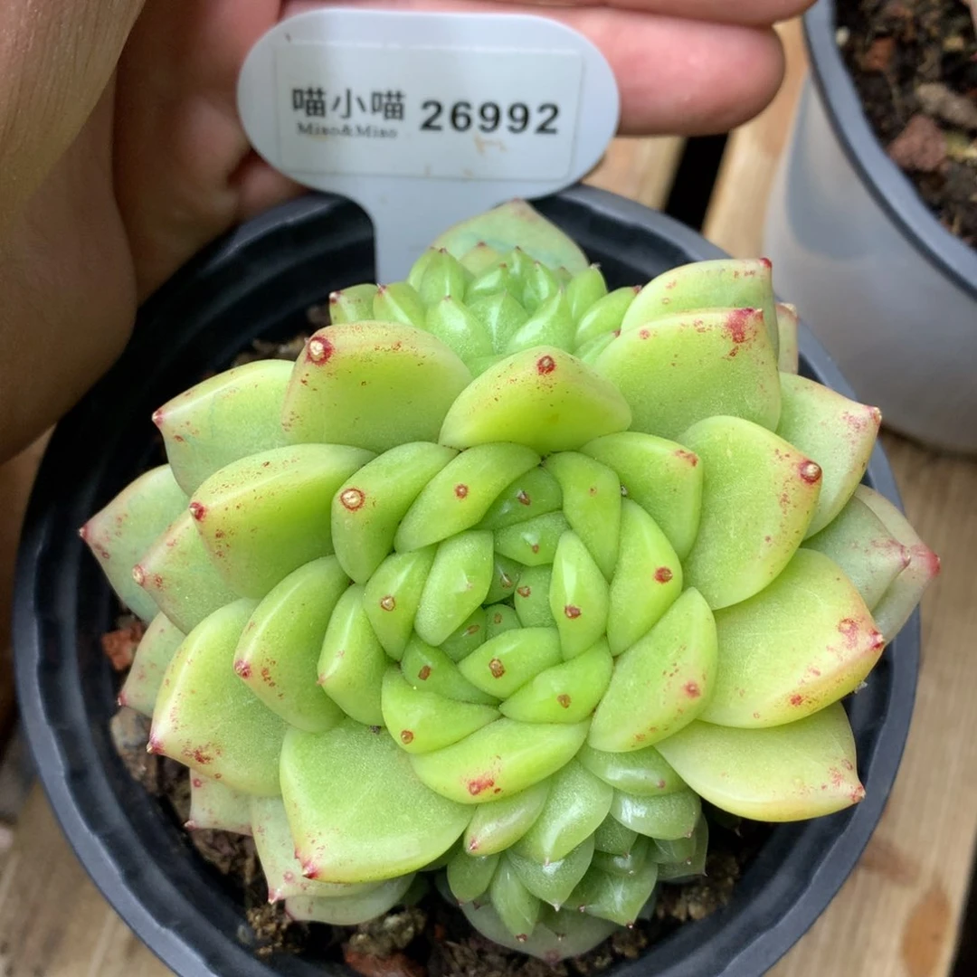 草****r多肉植物东云珍妮