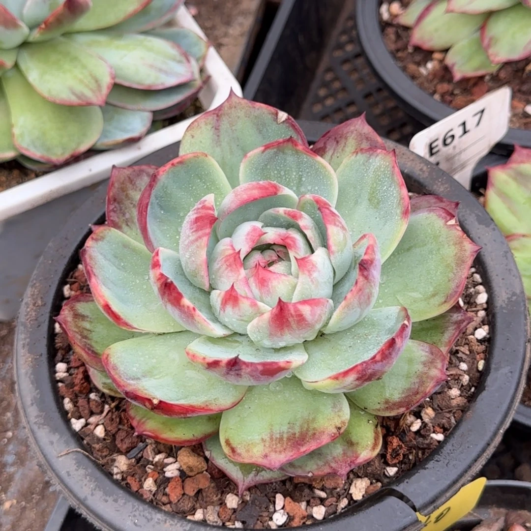 花脸惊鸿一物一拍包装收缩花旱