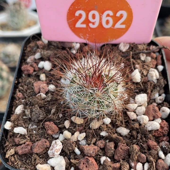 实生马库斯2962000000