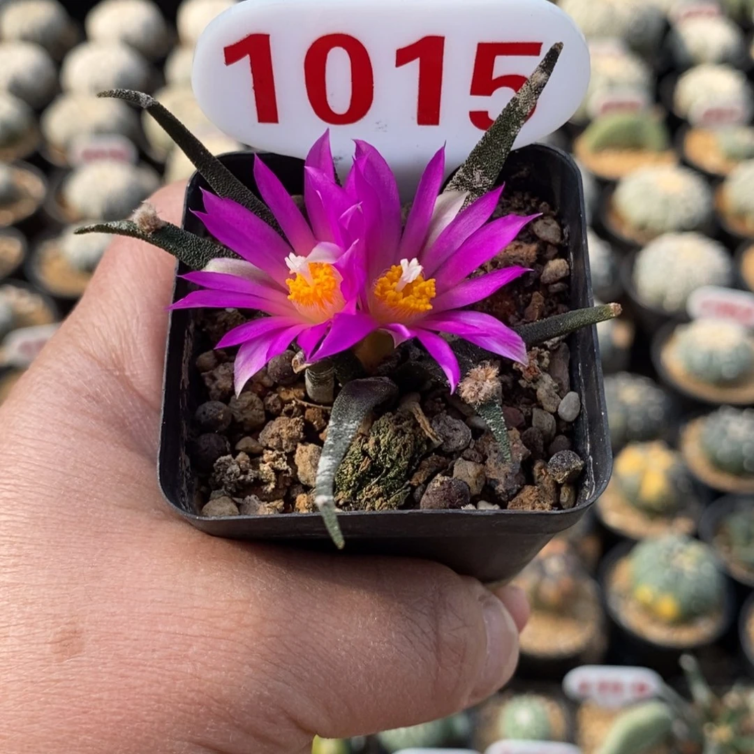 1015龙舌兰牡丹福利