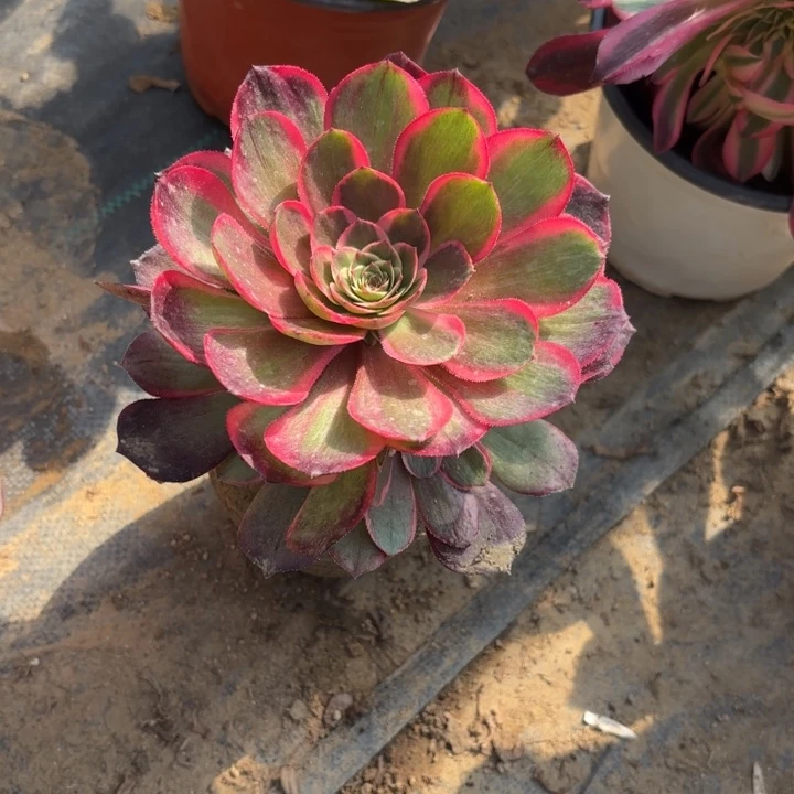 粉花妖多肉法师量拍一圈头