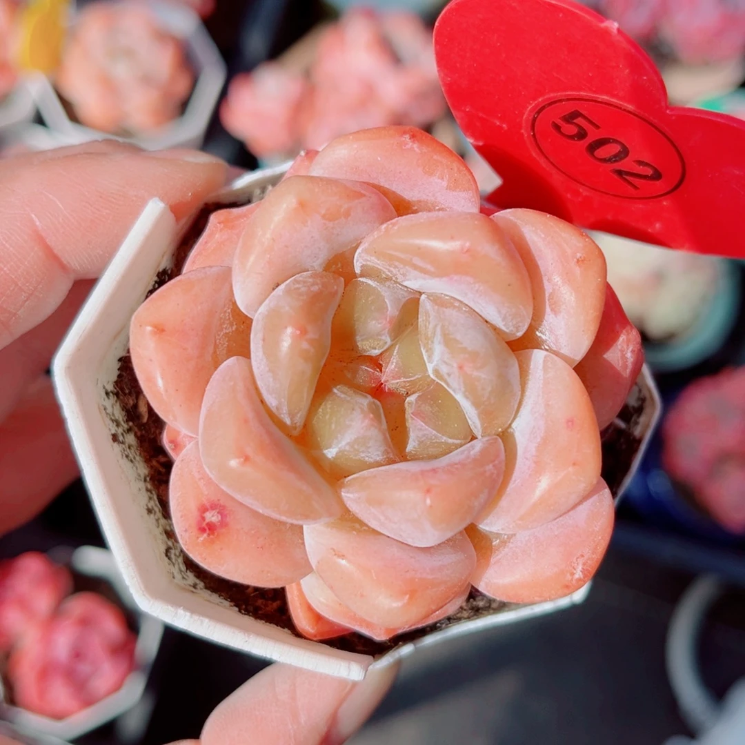 502号小老桩糖心单头