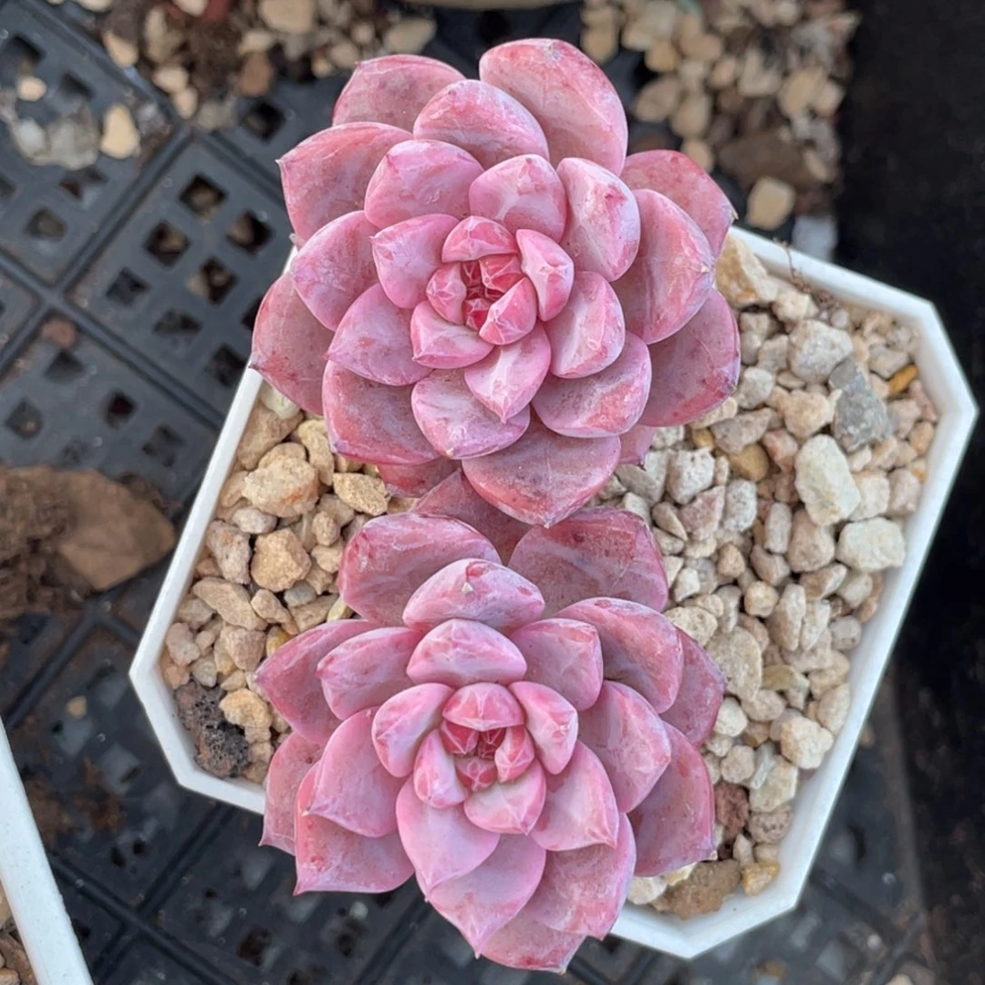 糖心霞光小双头7公分