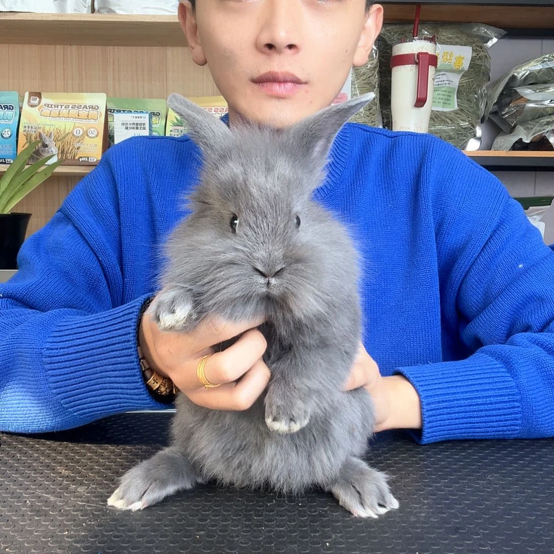 安哥拉付运费包装免费得 蓝灰妹妹1号