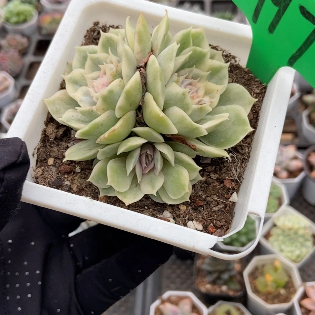 997盎司诺锦多肉植物