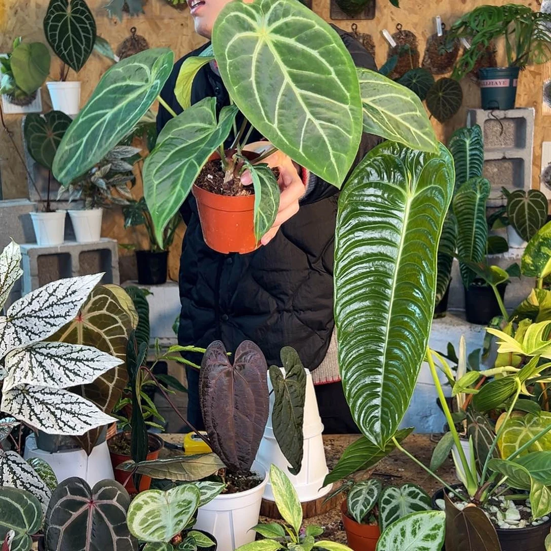 完全开放小颗花烛