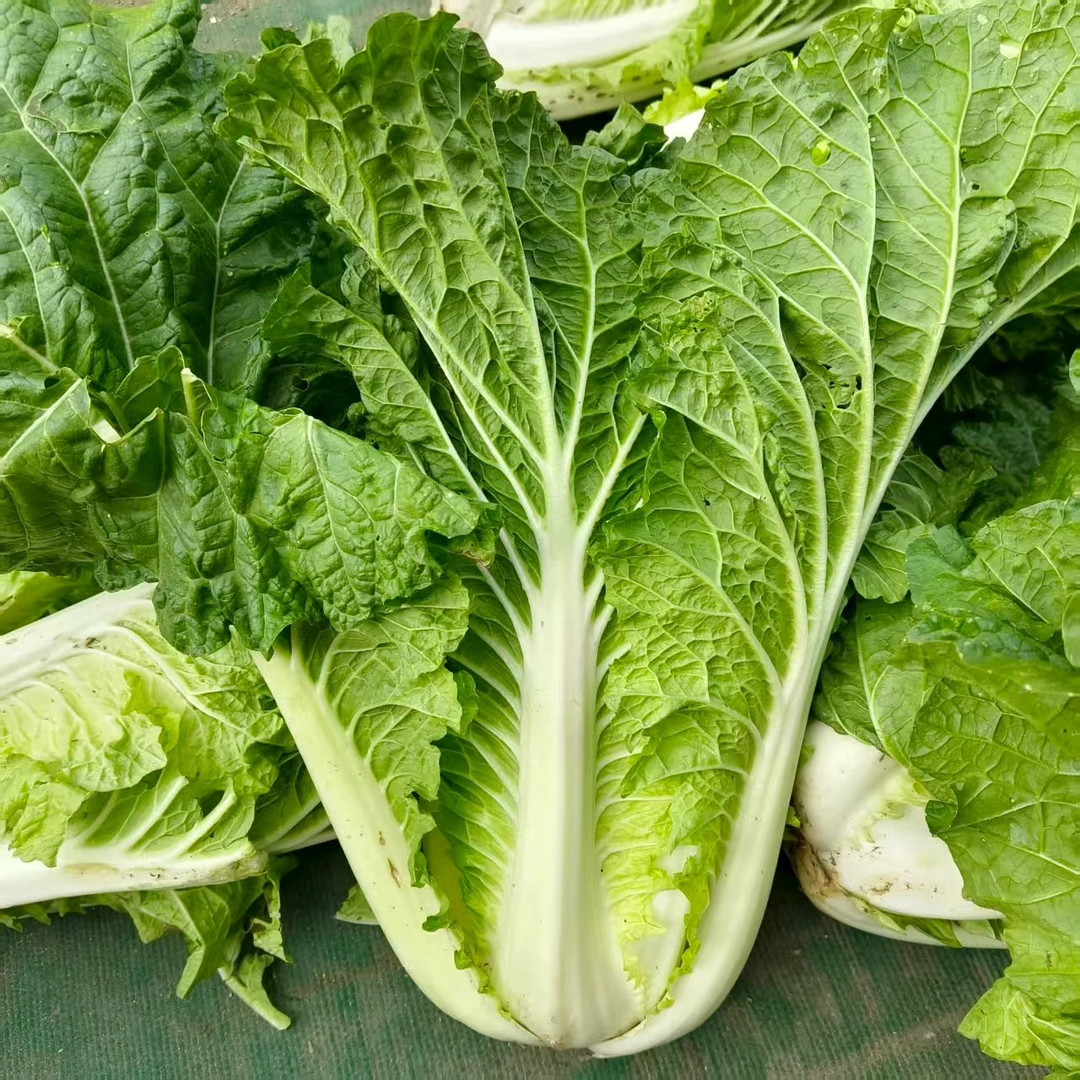 【产地直发】东北黑龙江白菜新鲜蔬菜饭包白菜农家蔬菜新鲜白菜